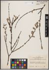 Foto von Salix aurita L.